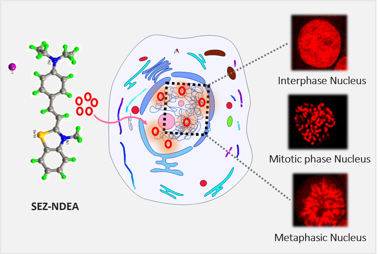 nucleus imaging